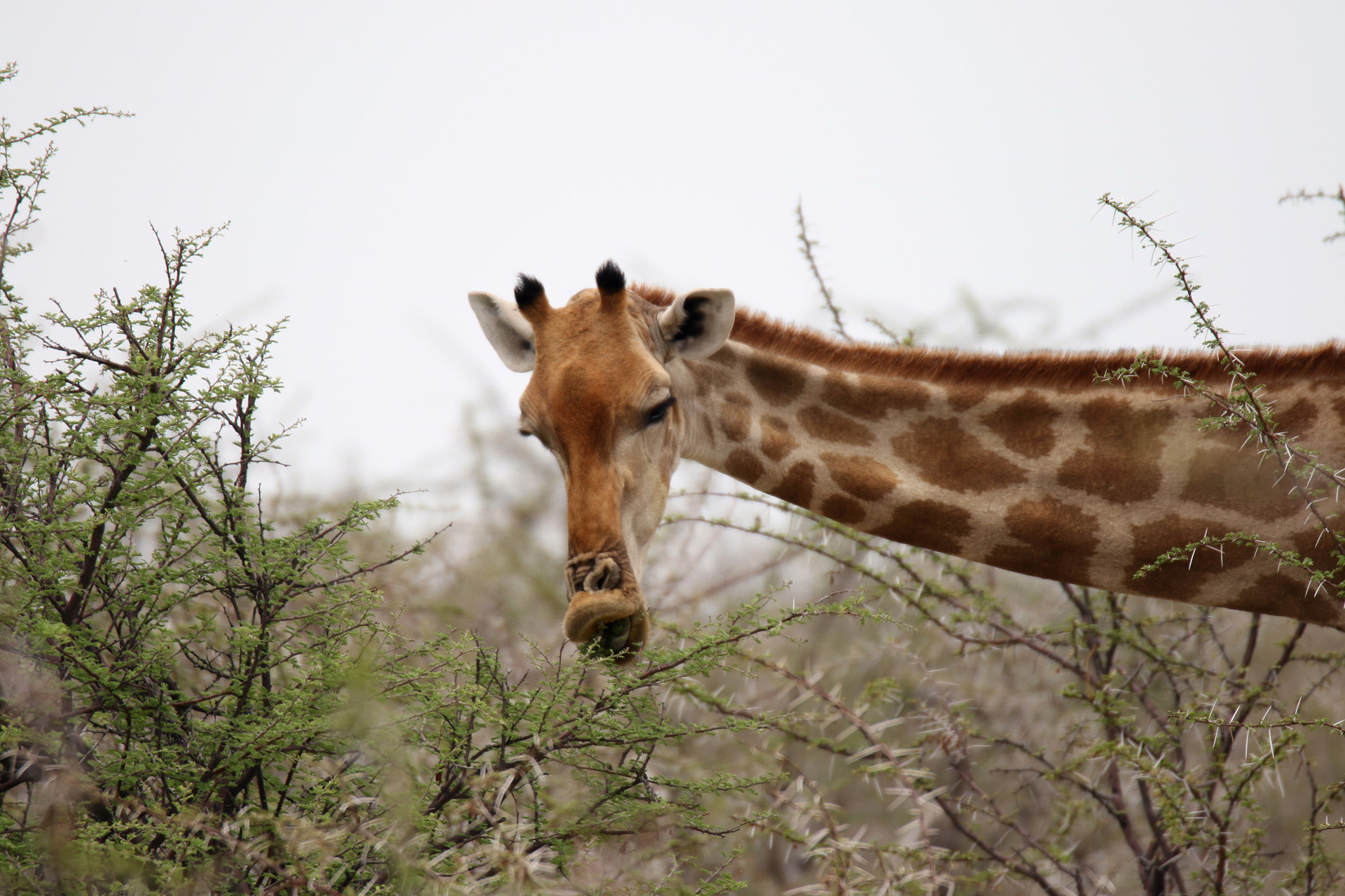Giraffe im Etosha-Nationalpark - Namibia